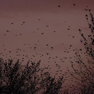 男人JJ插女人视频
